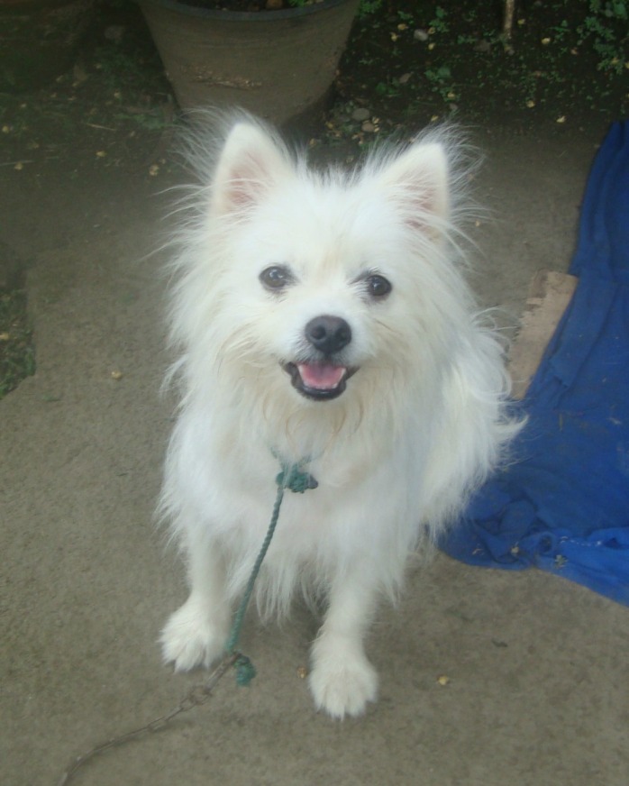 Chicklet the japanese spitz